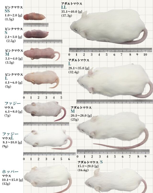 冷凍ラット、冷凍マウス - 爬虫類/両生類用品